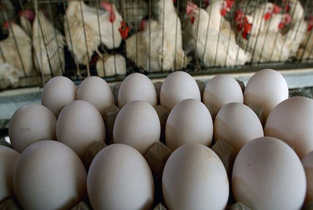 تخم مرغ یک قیمت ندارد!