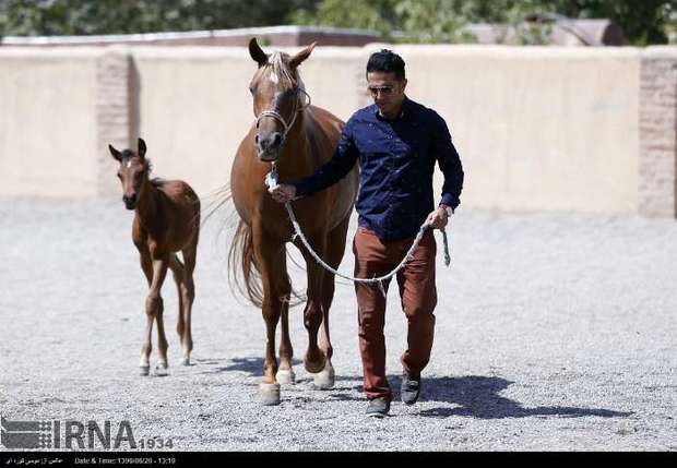 صنعت پرورش اسب البرز در مسیر فراموشی