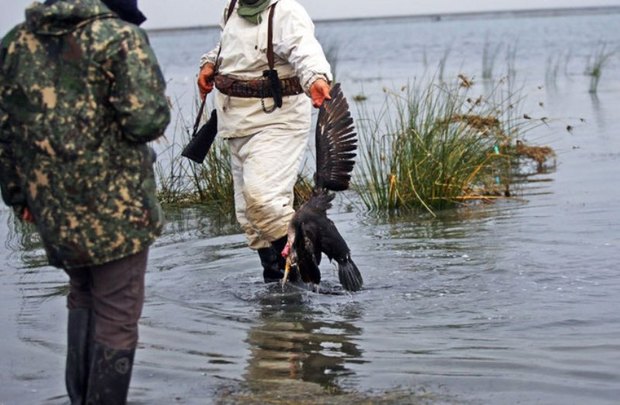 ممنوعیت شکار پرندگان مهاجر در مازندران ادامه دارد