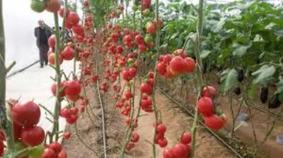 ایجاد مجتمع های کشاورزی راهکار یکپارچه سازی اراضی استان همدان است