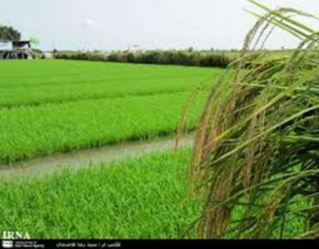 بیش از17 هزارهکتار از اراضی محمودآباد به زیر کشت برنج رفت