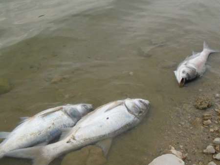 حجم بالایی از ماهی های رودخانه هندیجان در پی کاهش دبی آب تلف شد