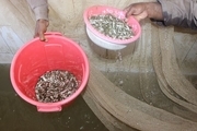 ۱۵۰ هزار قطعه بچه ماهی گرمابی در منابع آبی مهرستان رها سازی شد