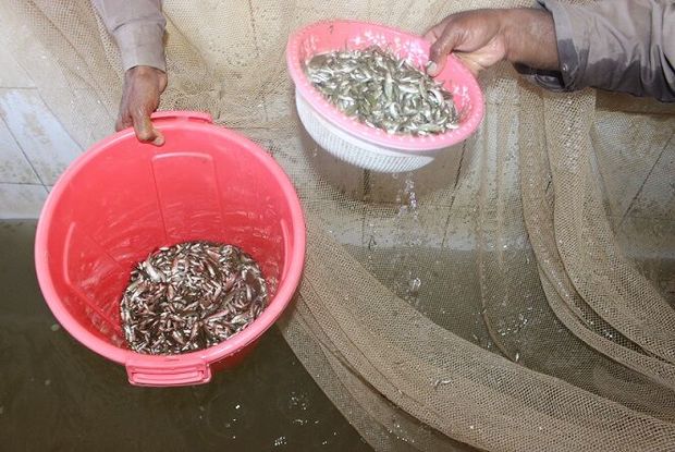 ۱۵۰ هزار قطعه بچه ماهی گرمابی در منابع آبی مهرستان رها سازی شد