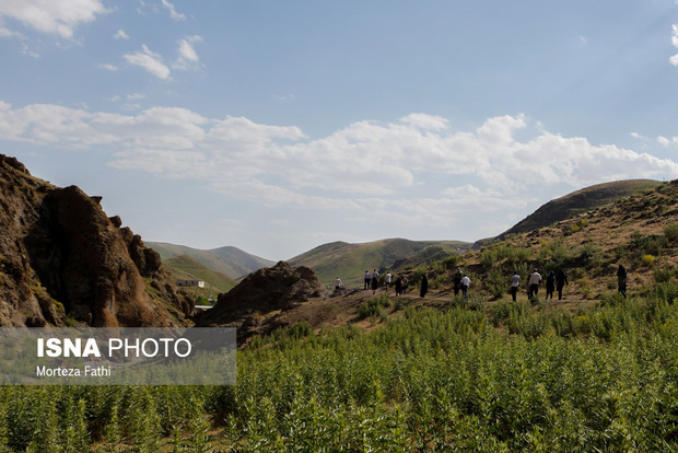 هریس، مجموعه ای از زیبایی‌ها