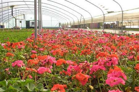 تولید محصولات کشاورزی در ایلام با راه اندازی شهرک های کشاورزی جهش می یابد