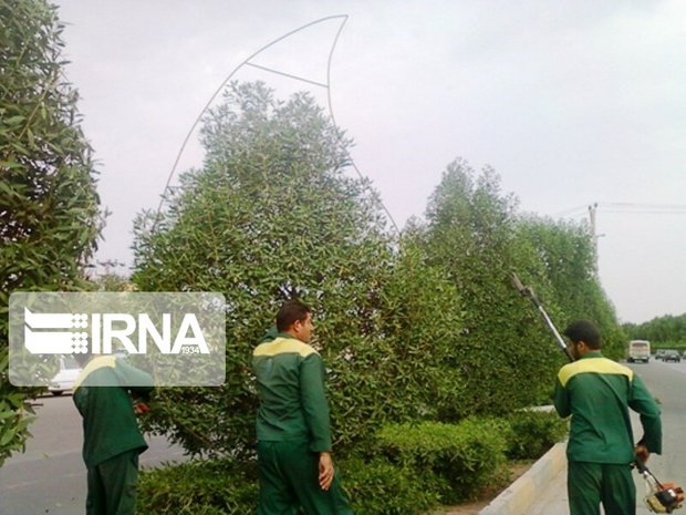 ضرورت هرس درختان کونوکارپوس در خوزستان پیش از باران پائیزی