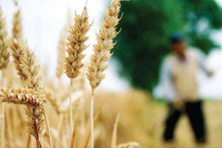 میزان سن زدگی گندم در ایران زیر نیم درصد است