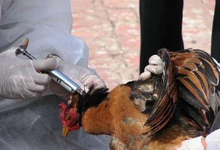 آنفولانزای مرغی در فارس کاملا تحت کنترل است