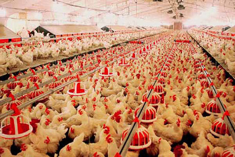 تولیدی هشت هزار تن گوشت سفید در شهرستان قزوین