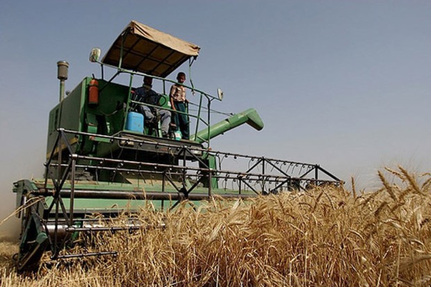 800 هزار تن گندم از مزارع کرمانشاه برداشت می شود