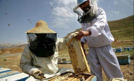 آذربایجان غربی تولیدکننده 27 درصد عسل کشور