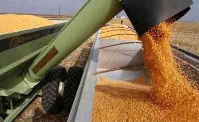 پیش بینی کاهش حدود 50 درصدی تولید گندم در خدابنده