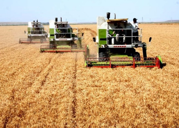 حدود 16 هزار تن گندم از مزارع جوانرود برداشت می شود