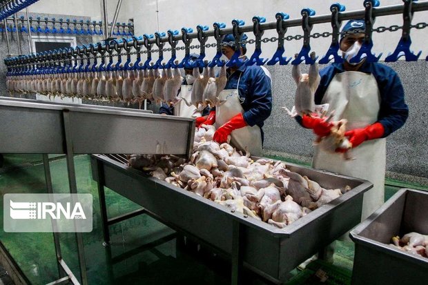 آغاز طرح رتبه‌بندی کیفیت گوشت مرغ در آذربایجان‌شرقی