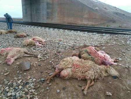 70 راس گوسفند دام عشایر اسفراین در حادثه برخورد با قطار تلف شدند