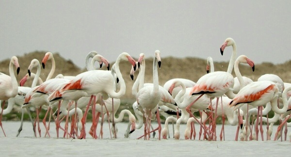 میزبانی300 گونه پرنده نادر در تالاب صالحیه البرز  احیای یکی از 9 کانون اصلی ریزگردها در استان