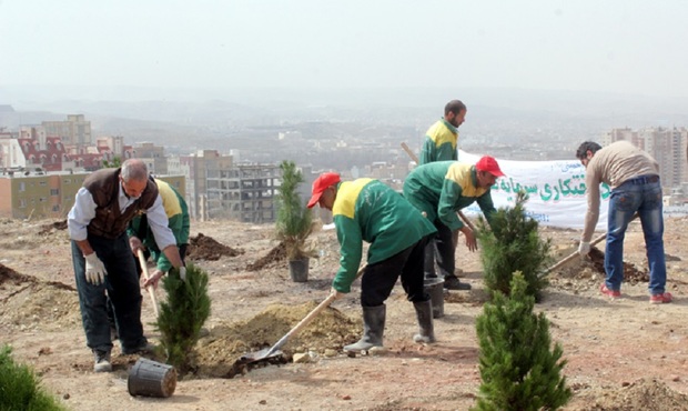 کاشت 64 هزار بوته درختچه در قزوین