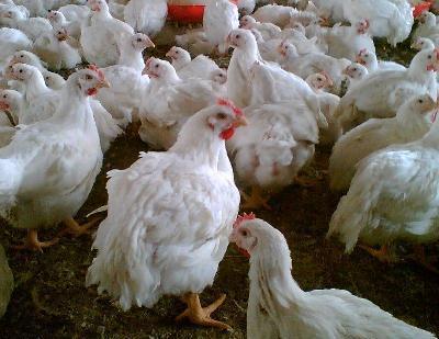 پرورش هفت میلیون و 747 هزار قطعه جوجه گوشتی و تخم گذار در شهرستان اردستان