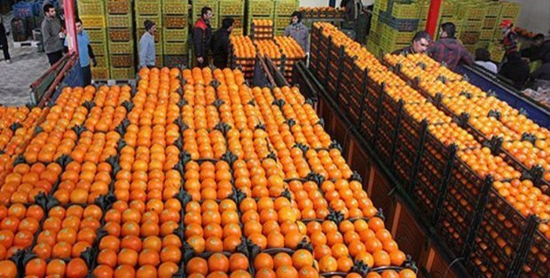 120 تن میوه شب عید به شهرستان گناوه اختصاص یافت