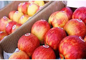 صادرات ۱۳۵ هزارتنی سیب آذربایجان غربی