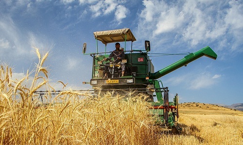 پیش بینی برداشت 700 هزار تن گندم از مزارع آذربایجان غربی