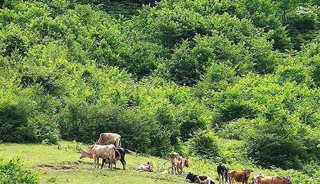 موافقان و مخالفان تنفس جنگل به جای آمار دقیق، حرف‌های احساسی می‌زنند