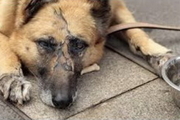 دستور شناسایی فرد سگ آزار در چایپاره صادر شد