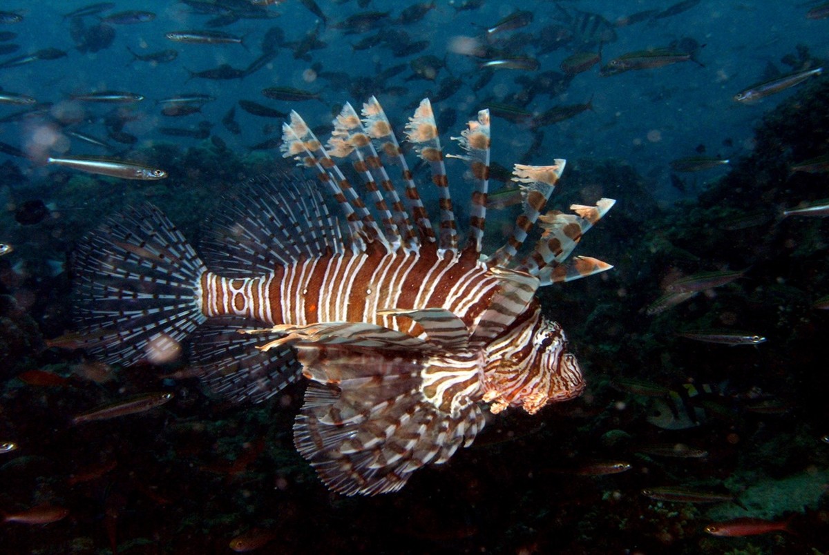 کشف یک ماهی جدید در دریای کارائیب + عکس