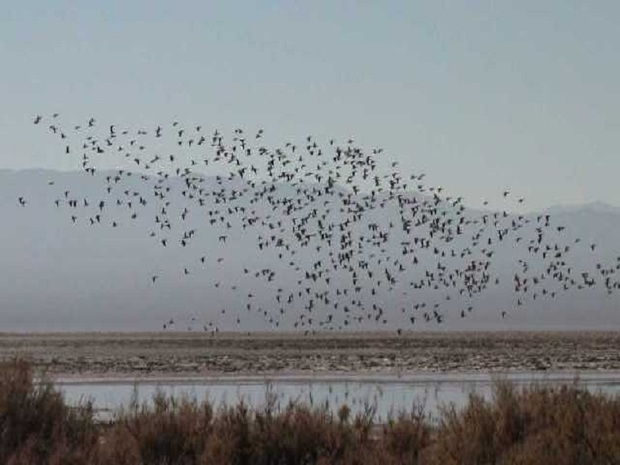 اولین گروه پرندگان مهاجر در تالاب کجی نمکزار فرود آمدند