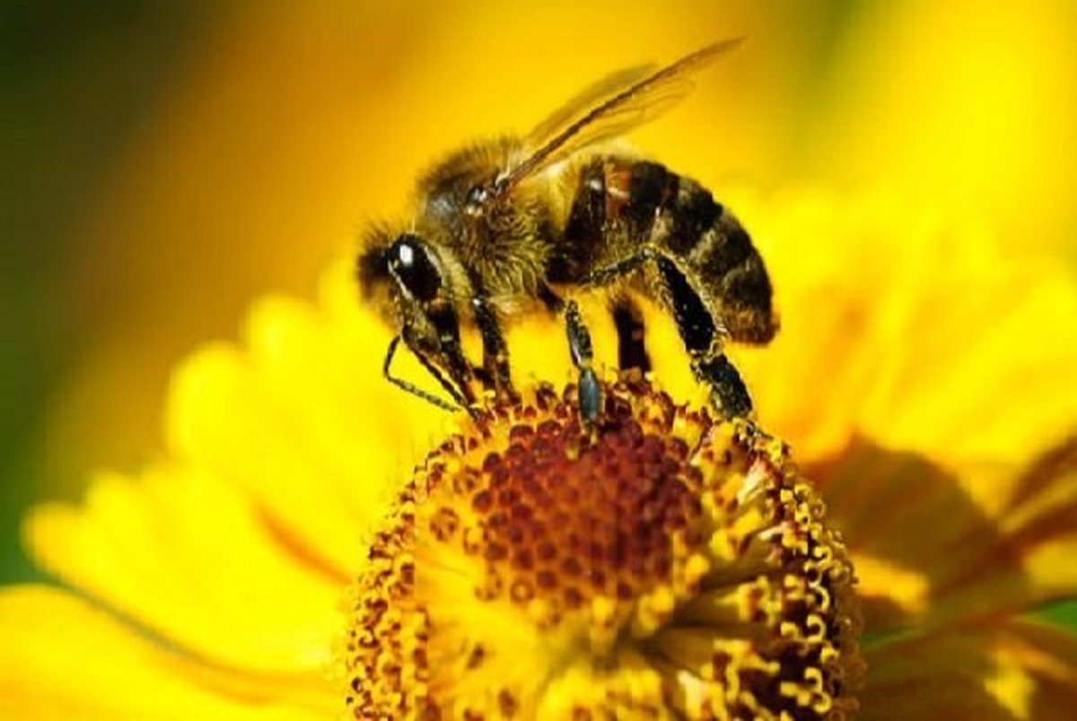 شناسایی باکتری های روده برای بهبود حافظه زنبورها