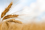 خرید گندم نسبت به سال گذشته 3 درصد افزایش یافت