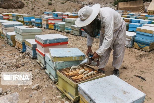 بیش از ۹۰۰ تن عسل در قزوین تولید شد