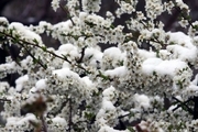 مدیرجهاد:برف و سرما 723 میلیارد ریال به باغات ورزقان خسارت زد