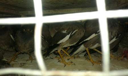 130 قطعه پرنده مینا قاچاق در زاهدان کشف شد