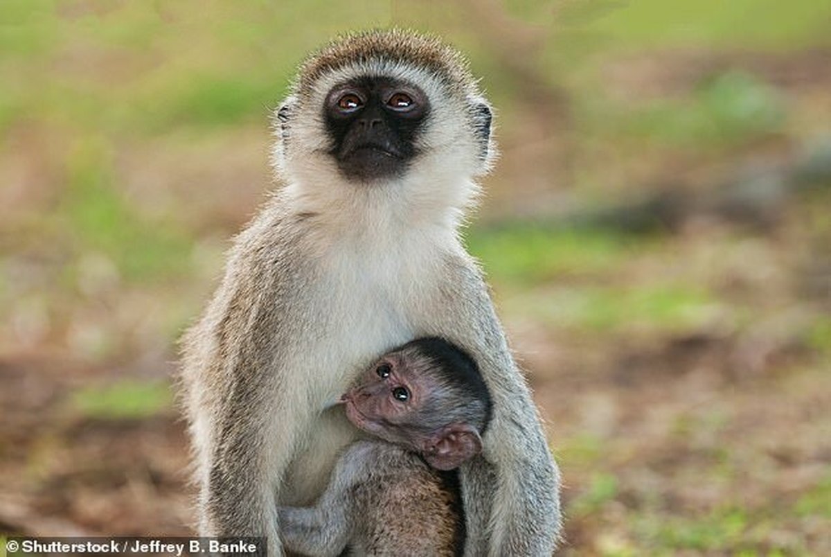 میمون‌ها یکدیگر را از حضور پهپادها آگاه می‌کنند
