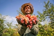 پیش‌بینی افزایش ۲۰ درصدی برداشت انگور در ملایر