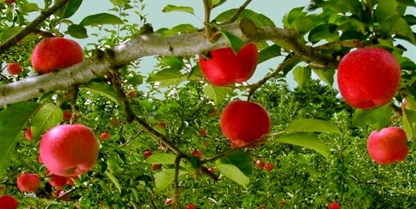 آغاز پرداخت یارانه صادراتی به صادرکنندگان سیب درختی آذربایجان غربی