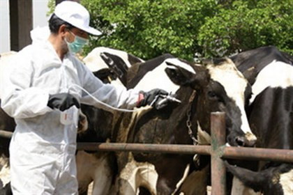 افزون بر41 هزار راس دام در ایرانشهر علیه تب برفکی واکسینه شدند