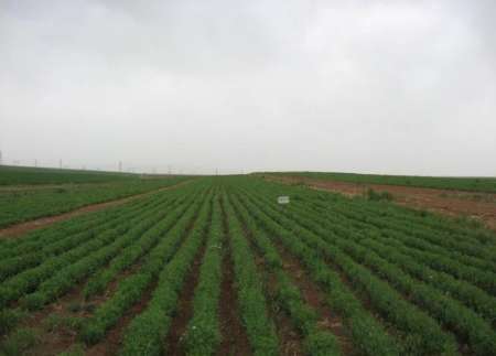 مدیر جهاد کشاورزی چادگان:  این شهرستان نیاز عدس استان را تامین می کند