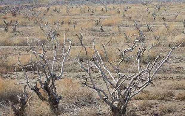 آلایندگی مس و خشکسالی موجب نابودی باغات پسته رفسنجان شده است