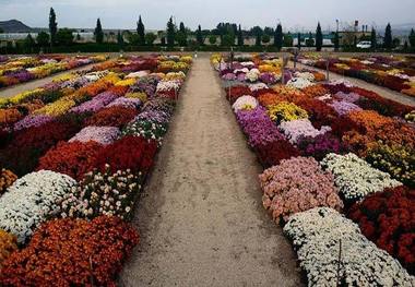 زیبایی‌های هلند را در کشور خودمان ببینیم+ تصاویر
