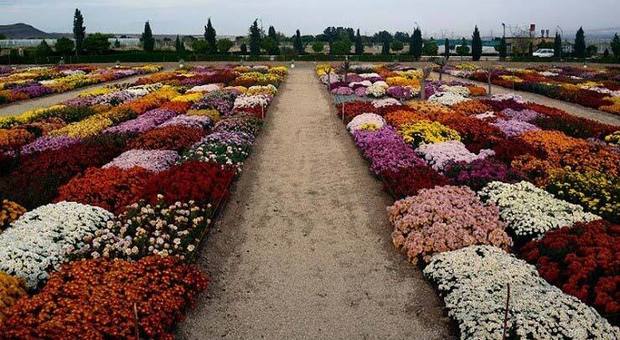 زیبایی‌های هلند را در کشور خودمان ببینیم+ تصاویر
