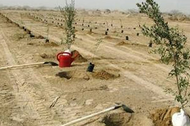 بسیجیان همدان 6 هزار اصله نهال در خوزستان کاشتند