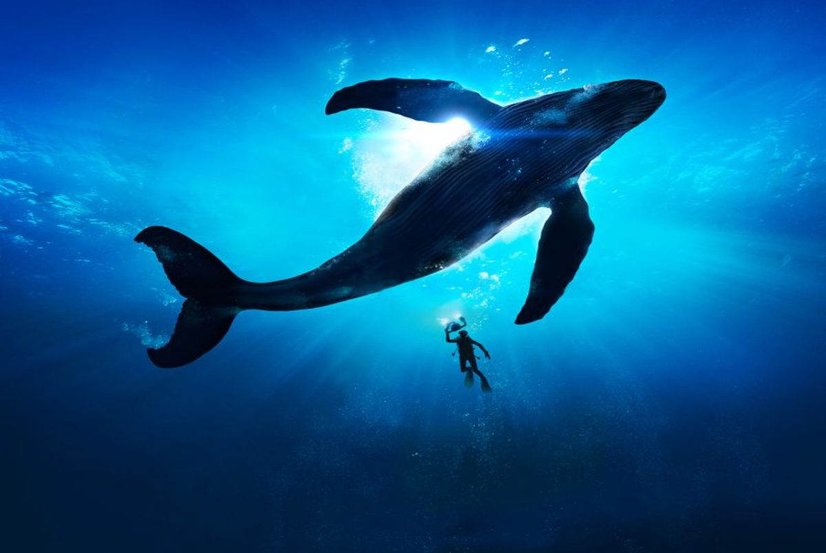 نهنگ ژاپنی ۴۰۰ میلیون دلار بیت کوین فروخت و این آغاز راه است