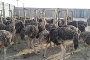 یک واحد تولید و پرورش شترمرغ درجرقویه  اصفهان افتتاح شد