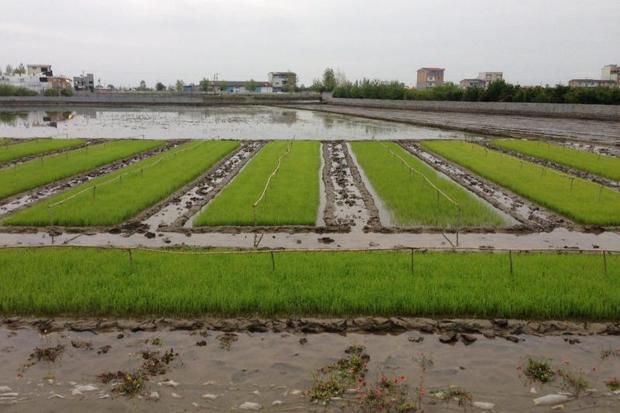 کشاورزان تا سه شنبه هفته جاری ازنشاکاری برنج خودداری کنند