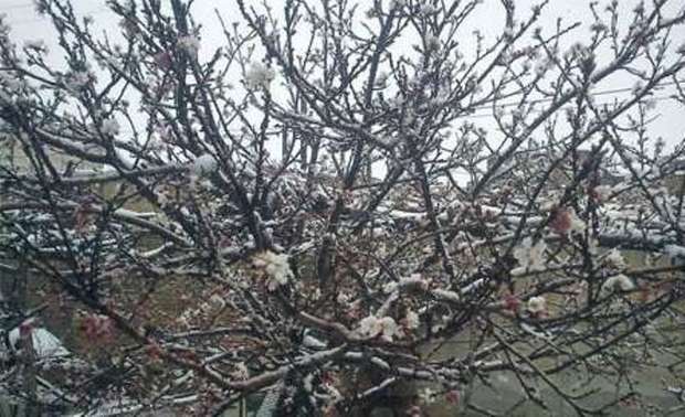 برف به باغ های میوه در خلخال خسارت زد