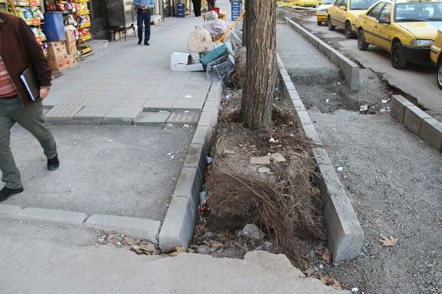طرح‌های خدمات شهری نباید به درختان آسیب بزند