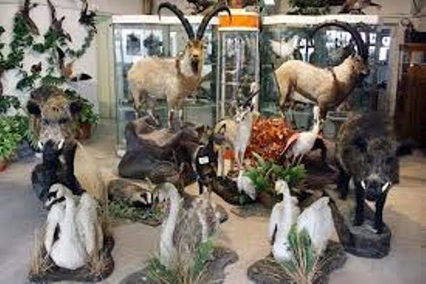 بازدید از موزه تنوع زیستی در قزوین رایگان شد